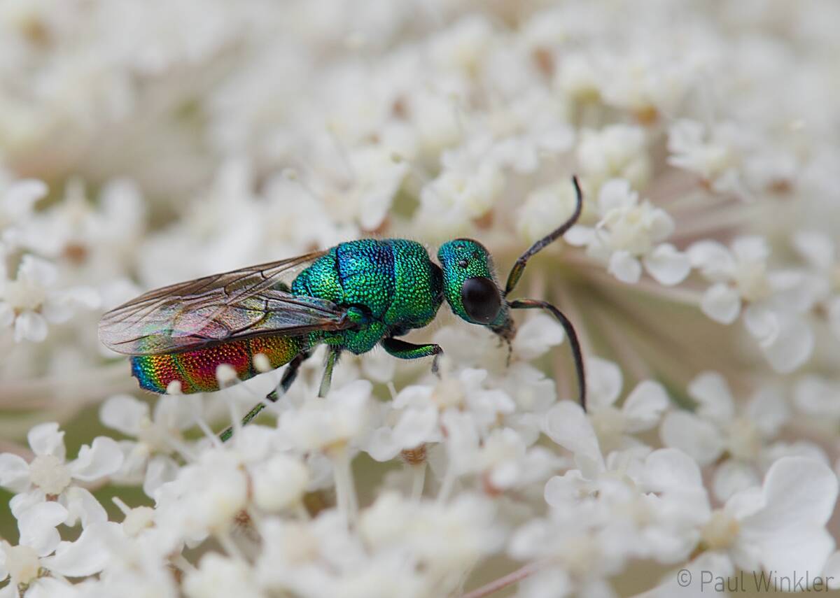 Chrysis marginata aliunda