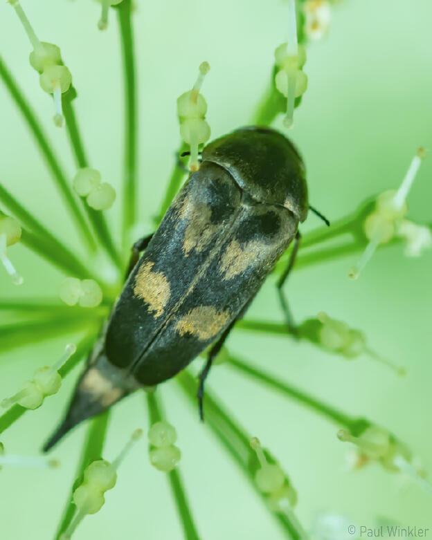 Stachelkäfer  (Mordellidae)
