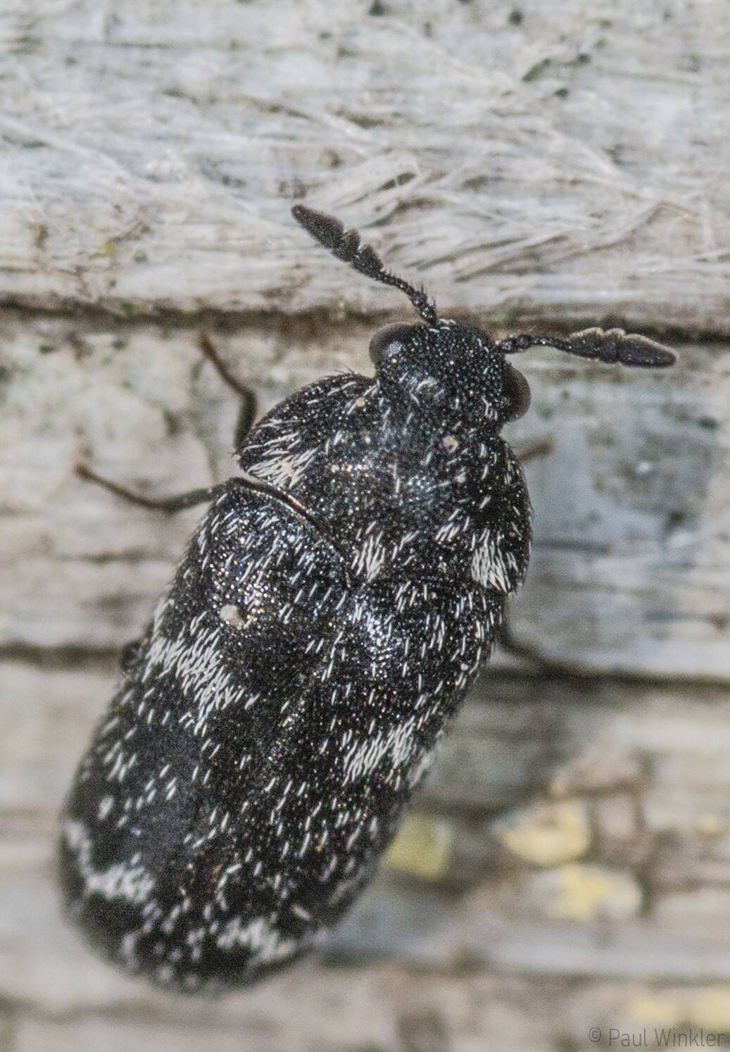 Megatoma undata  (Gewellter Speckkäfer)