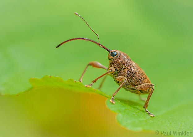 Curculio glandium  (Eichelbohrer)