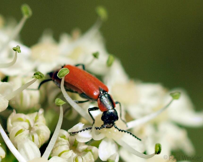 Anthocomus coccineus  (Roter Zipfelkäfer)