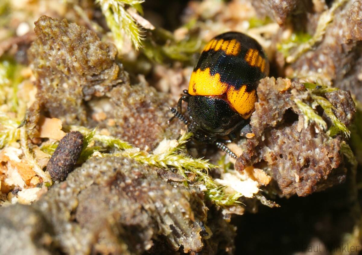 Diaperis boleti  (Gelbbindiger Schwarzkäfer)