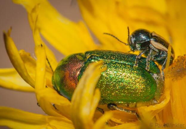 France  2017  with friend (Cryptocephalus sp.)