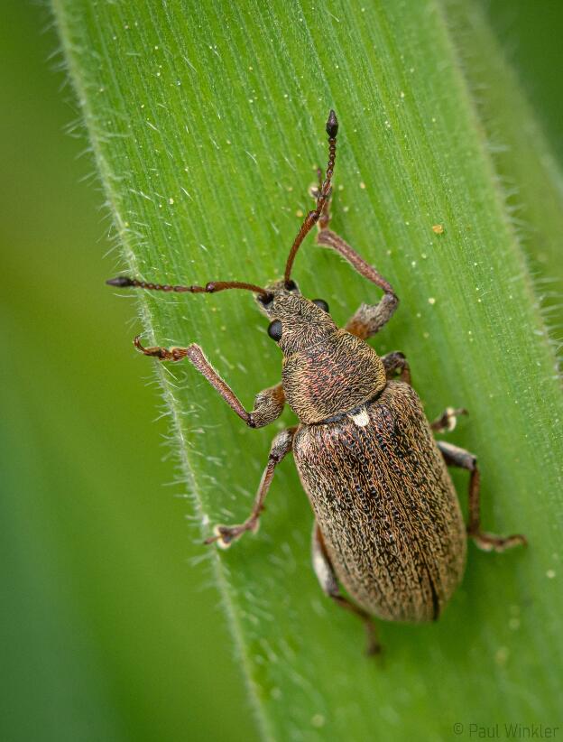 Phyllobius pyri  (Birnen-Grünrüssler)