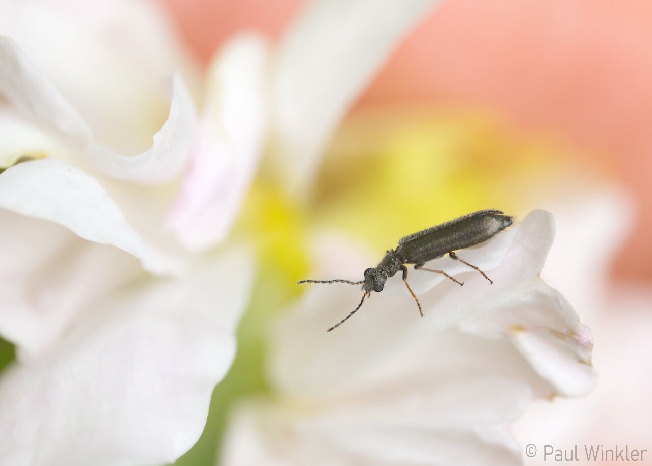 Dasytes cf. plumbeus  (Bleischwarzer Wollhaarkäfer)