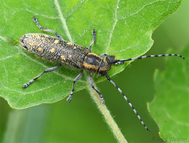 Saperda populnea  (Kleiner Pappelbock)