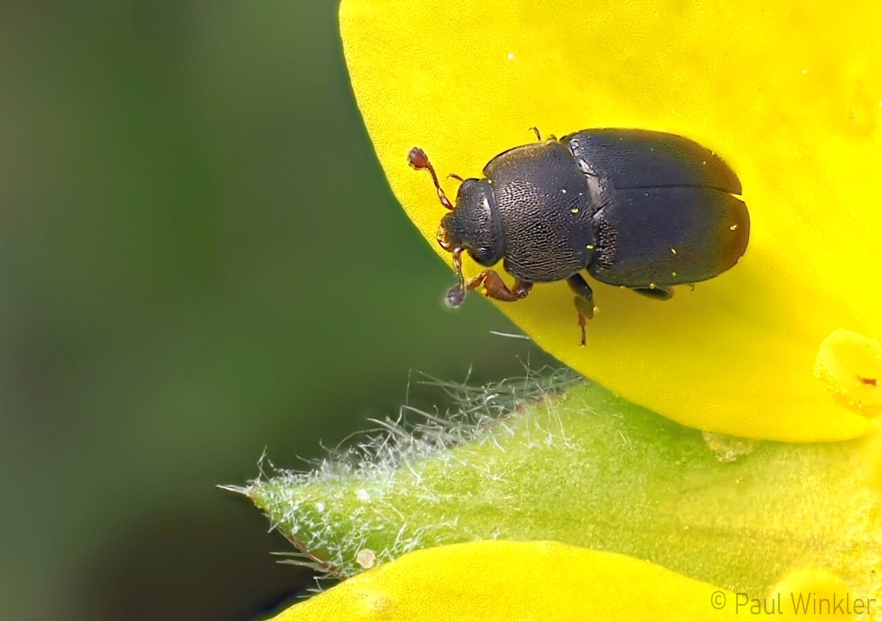 Meligethes denticulatus