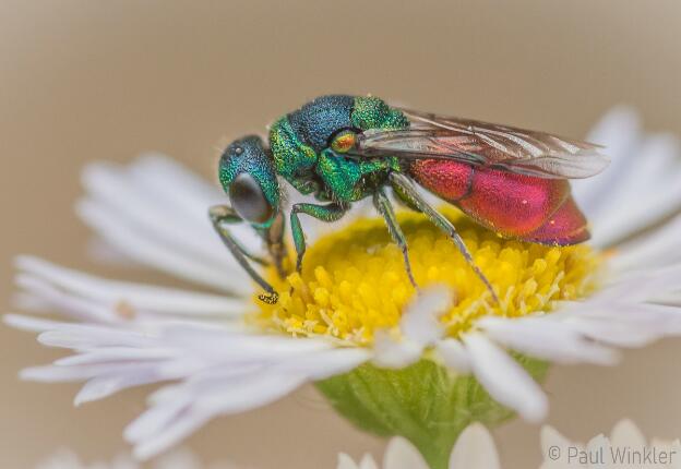 Pseudochrysis neglecta