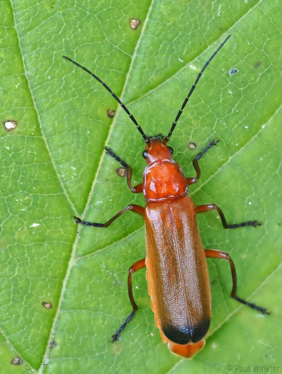 Rhagonycha fulva  (Rotgelber Weichkäfer)