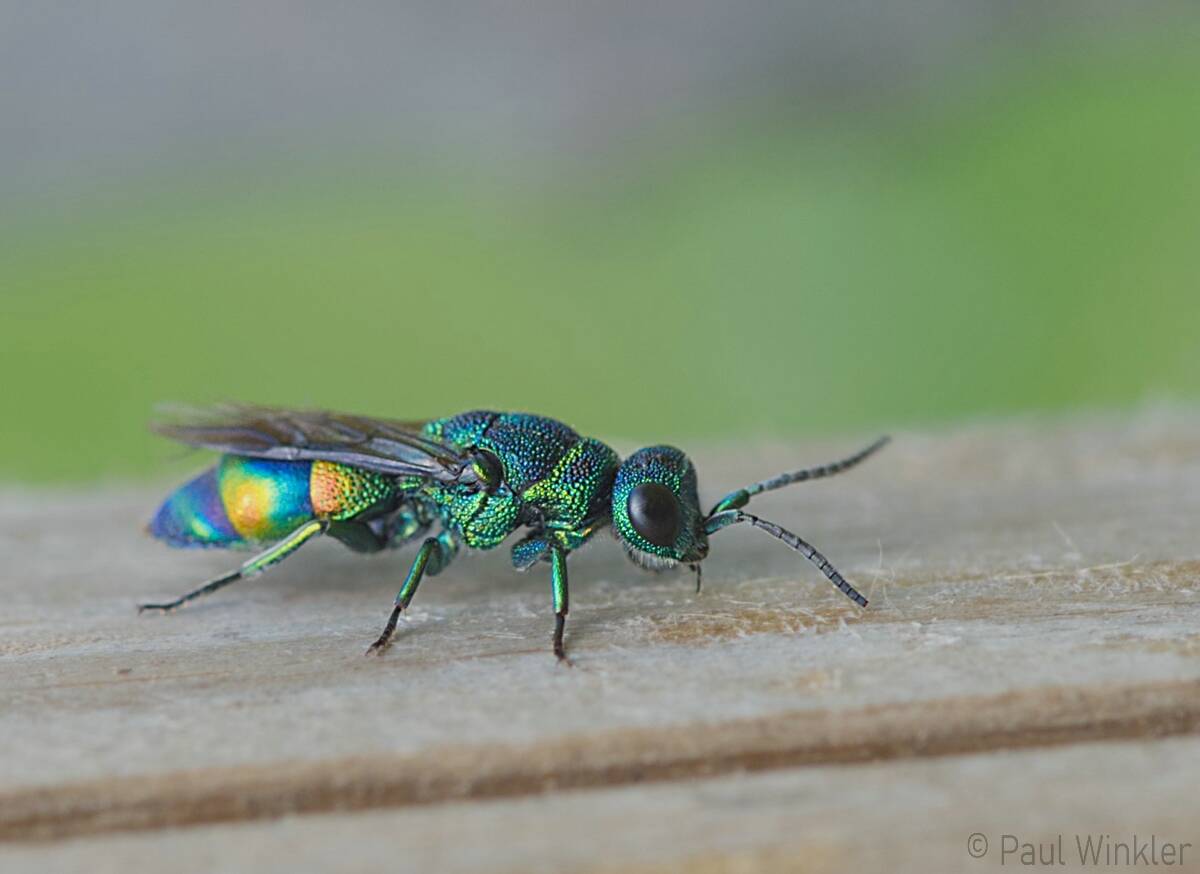 Chrysis equestris