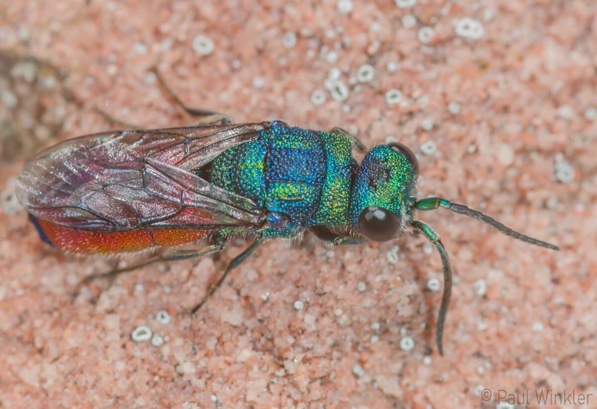 Chrysis graelsii