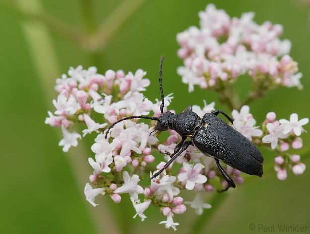 Stictoleptura scutellata  (Haarschildiger Halsbock)