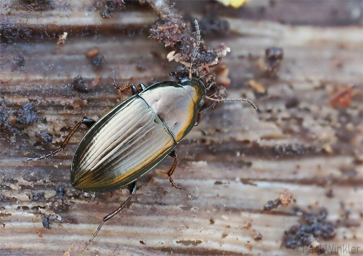 Amara aenea  (Erzfarbener Kanalläufer)