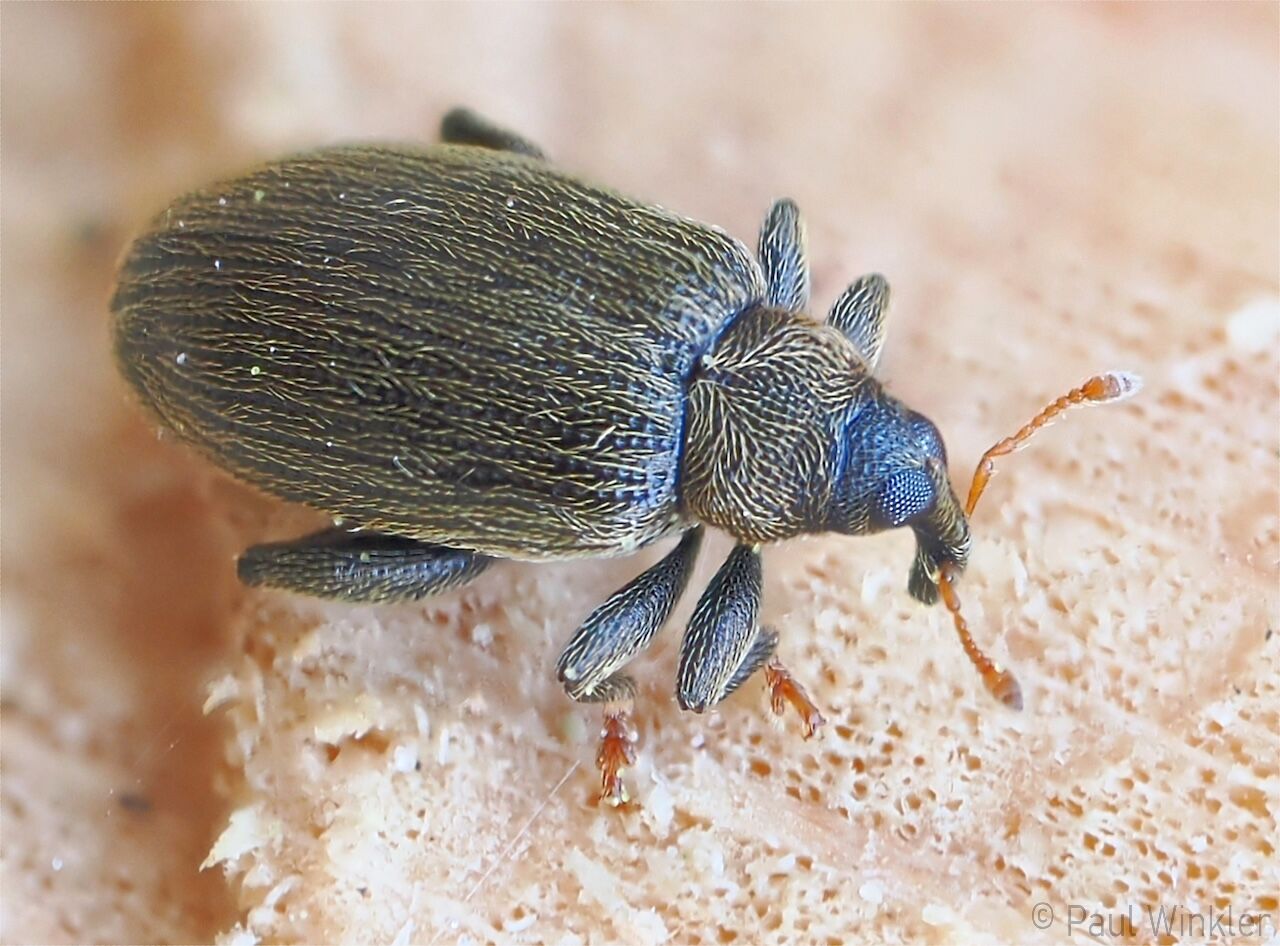 Orchestes fagi  (Buchen-Springrüssler)