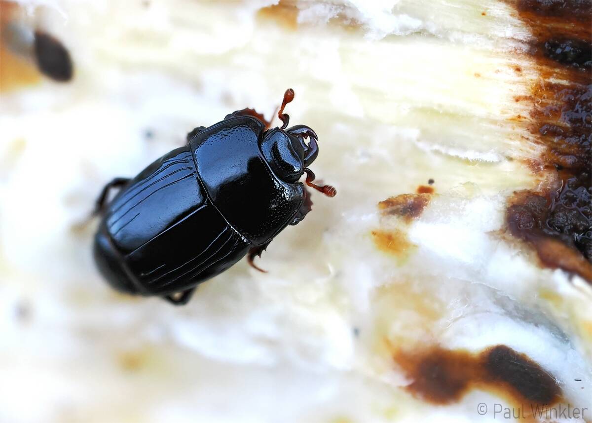 Platysoma compressum