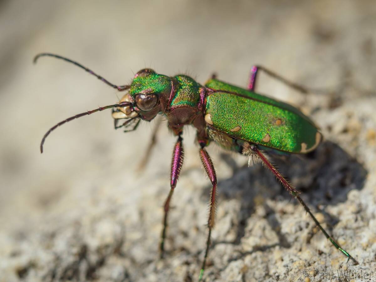 Cicindela campestris  (Feldsandlaufkäfer)