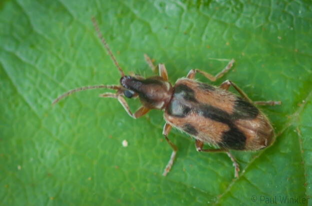 Notoxus monocerus  (Gemeiner Einhornkäfer)