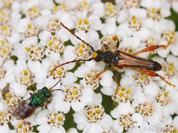 RLP 2013 with cuckoo-wasp Hedychrum nobile male