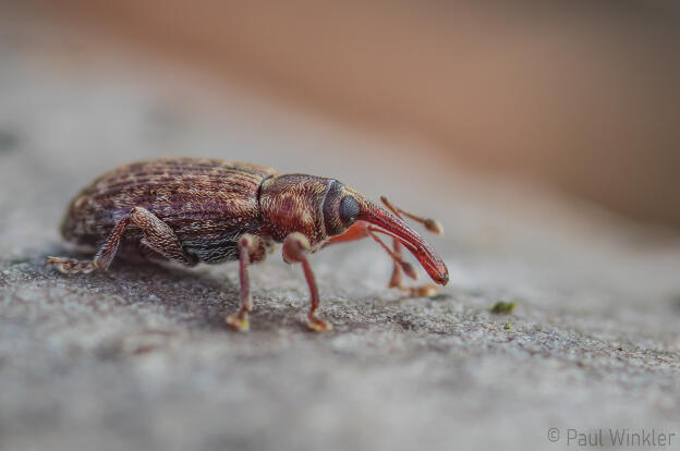 Dorytomus taeniatus  (Gefleckter Weiden-Kätzchenrüssler)