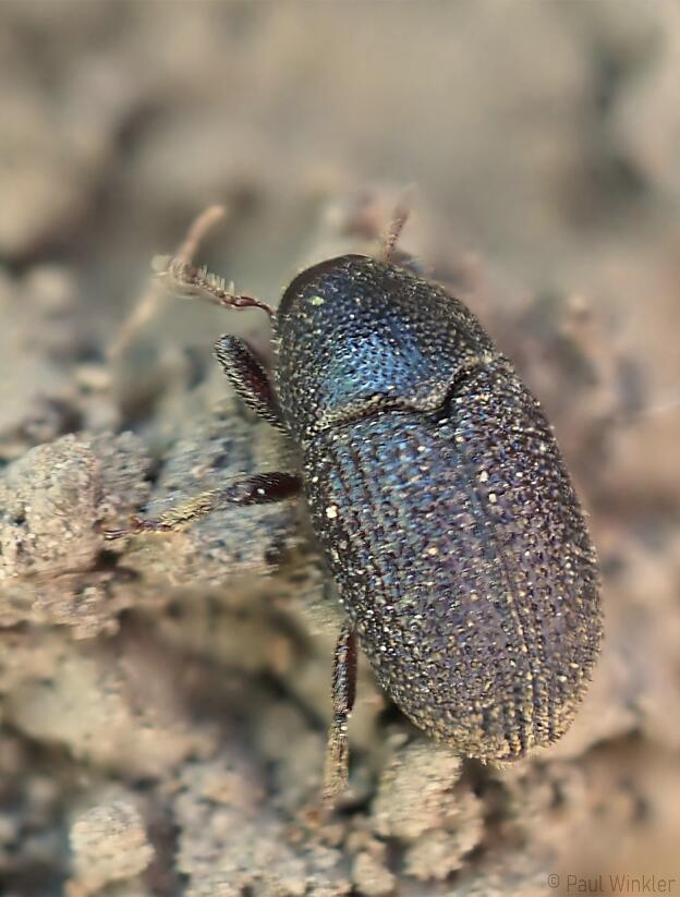 Hylesinus crenatus  (Grosser schwarzer Eschenbastkäfer)