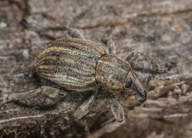 Brachypera zoilus  (Grosser Klee-Kokonrüssler)