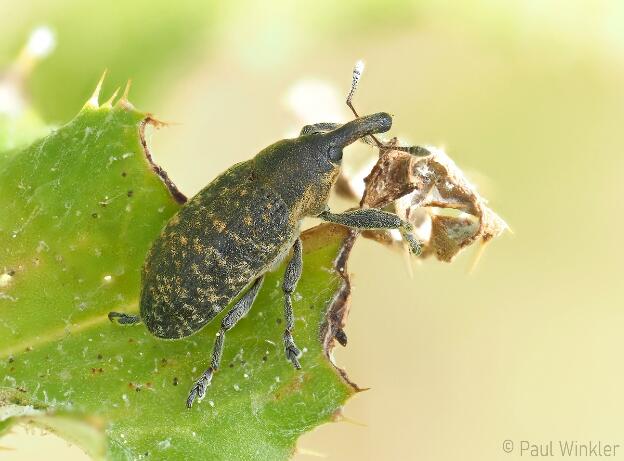 Larinus planus  (Länglicher Distelrüssler)