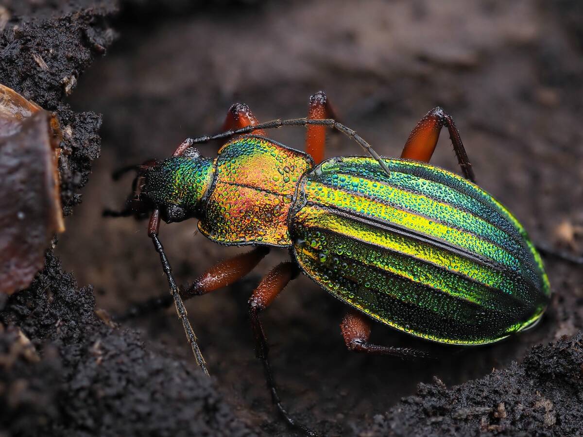 Carabus auronitens  (Goldglänzender Laufkäfer)