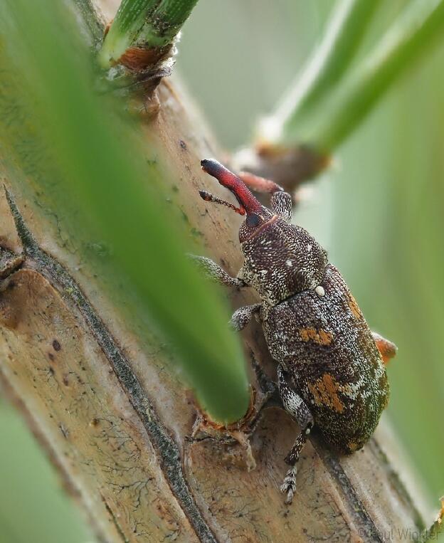 Pissodes castaneus  (Kiefernkulturrüssler)