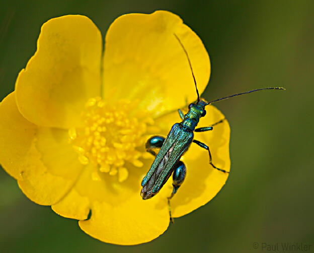 Oedemera nobilis  (Grüner Scheinbockkäfer)