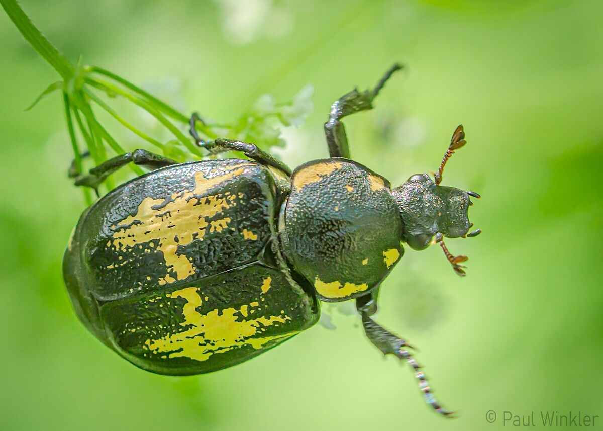 Gnorimus variabilis  (Veränderlicher Edelscharrkäfer)