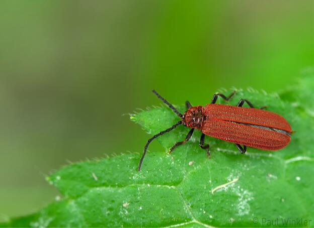 Lopherus rubens  (Vierfelder-Rotdeckenkäfer)