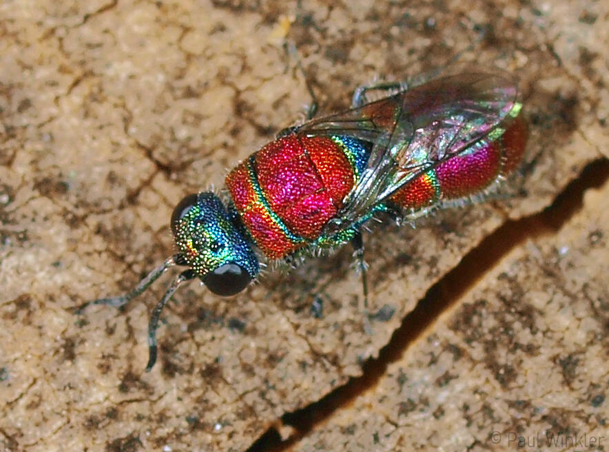 Chrysis cortii