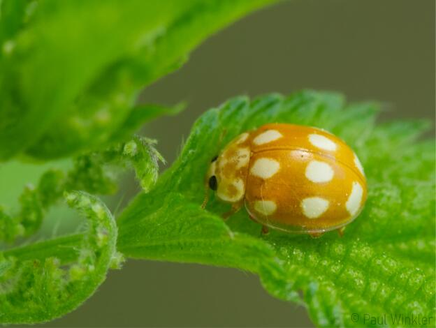Calvia decemguttata  (Licht-Marienkäfer)