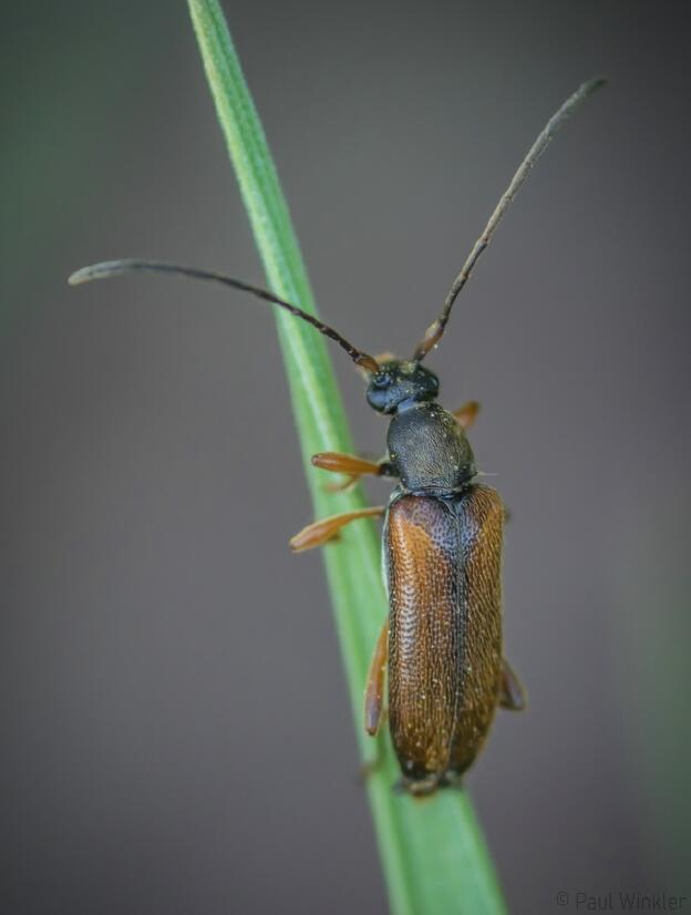 Alosterna tabacicolor (Feldahornbock)