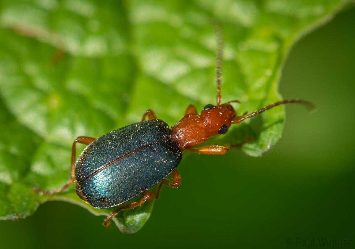 Brachinus explodens (Kleiner Bombadierkäfer)