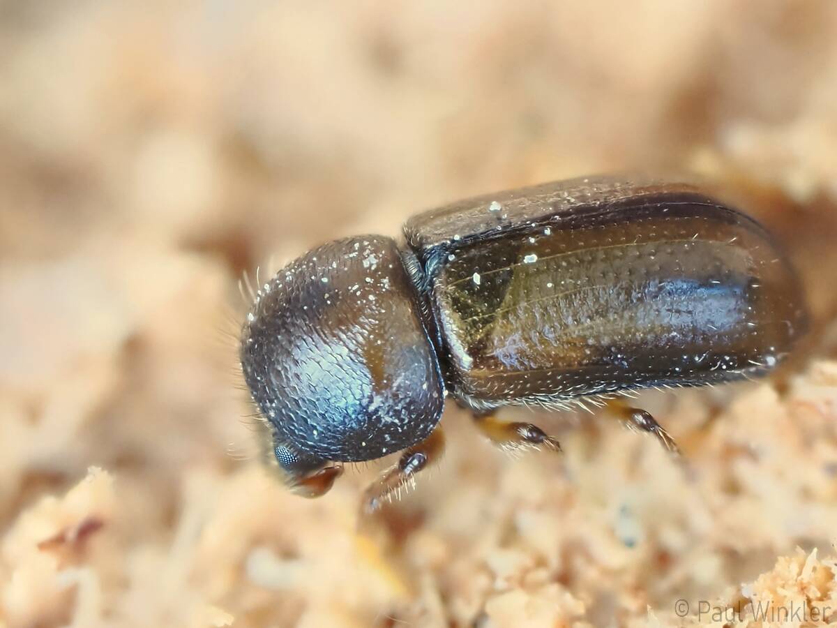 Xyloterus lineatus  (Gestreifter Nutzholz-Borkenkäfer)