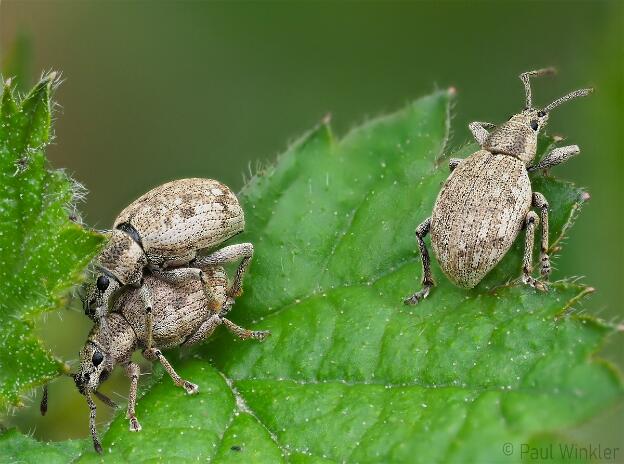 Peritelus sphaeroides  (Grauer Knospenrüssler)