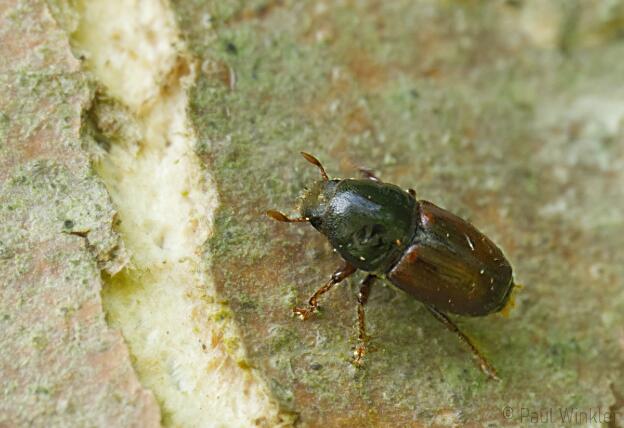 Scolytus scolytus  (Grosser Ulmensplintkäfer)