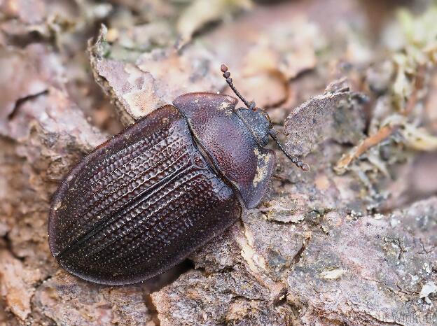 Peltidae  (Flachkäfer)