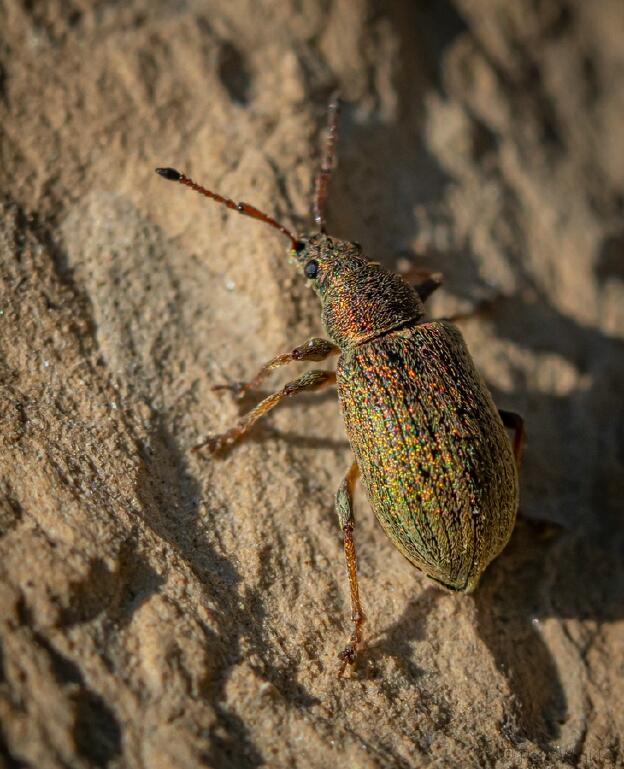 Polydrusus corruscus