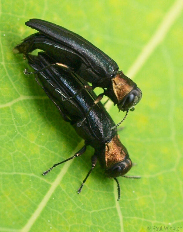 Mating