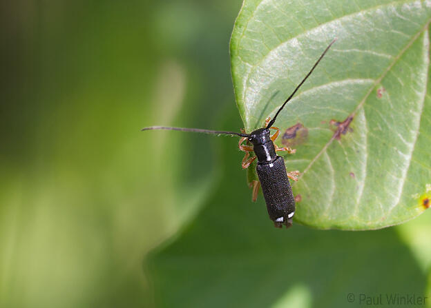 Menesia bipunctata  (Schwarzbock)