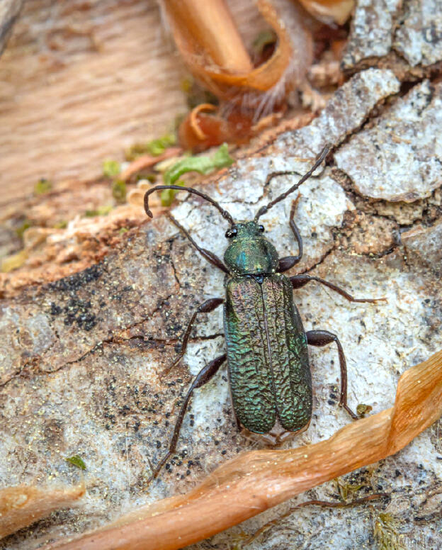 Callidium aenaeum (Blaufarbener Scheibenbock)