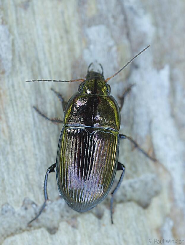 Amara communis  (Gewöhnlicher Kanalläufer)