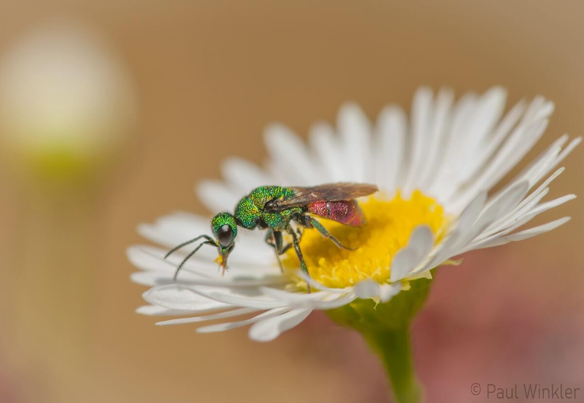 Hedychrum gerstaeckeri