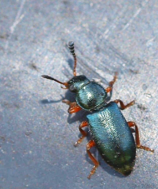 Necrobia rufipes