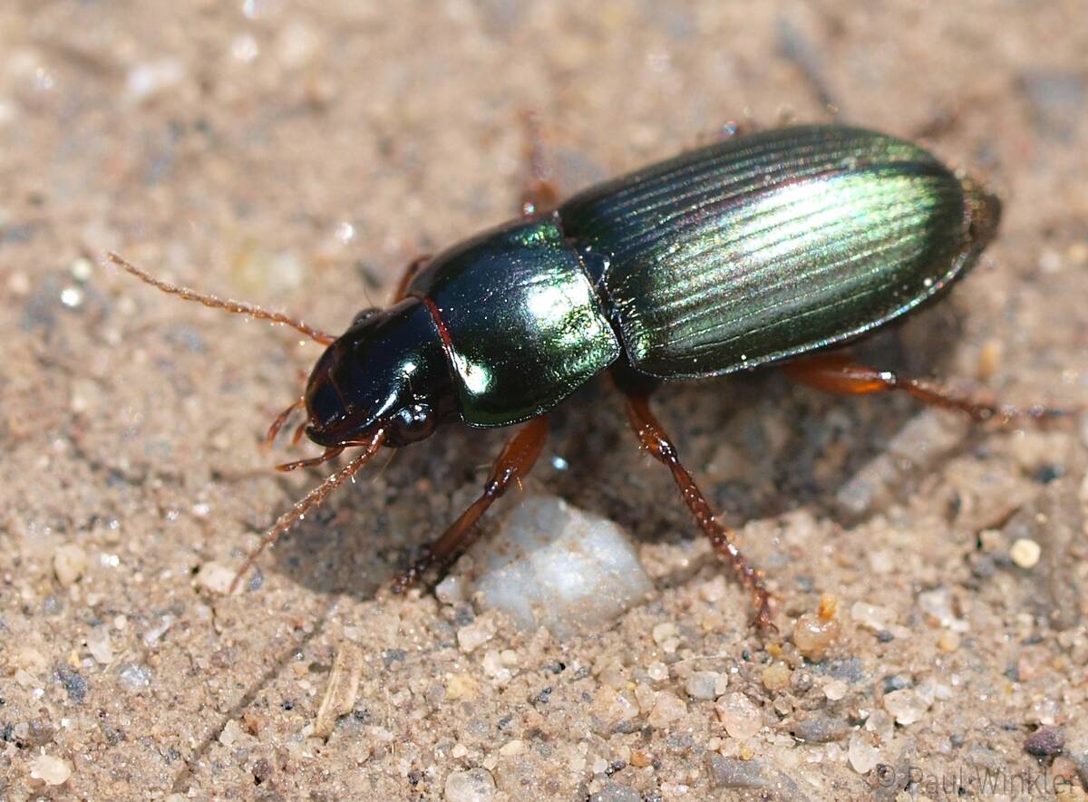 Harpalus smaragdinus  (Smaragdschnellläufer)