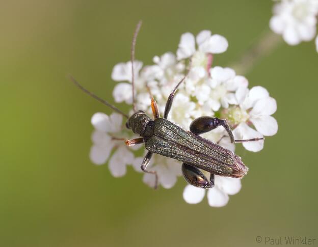 Oedemera flavipes