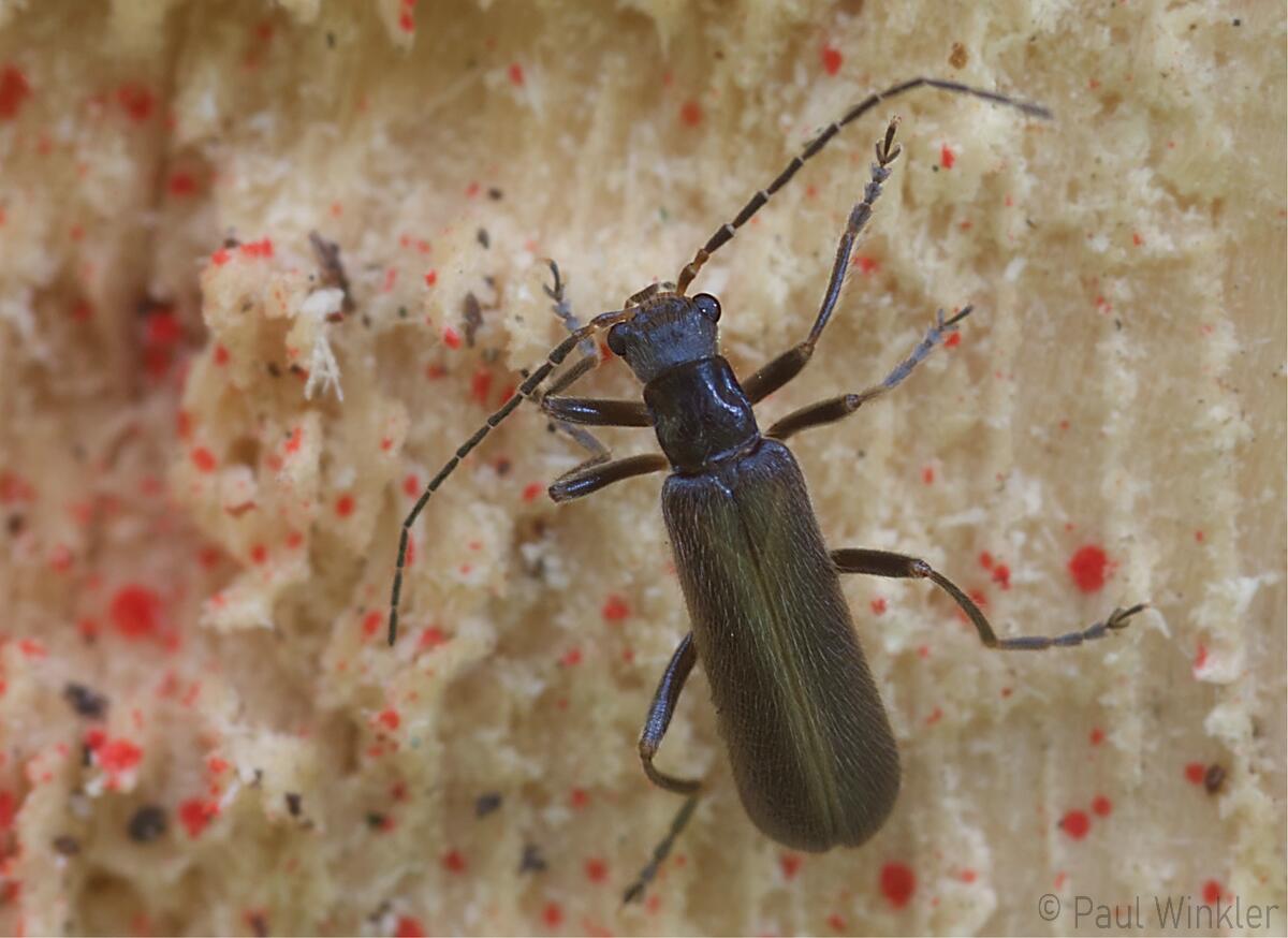 Podistra schoenherri