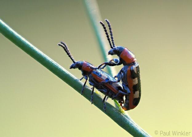 BaWü  2023  Mating